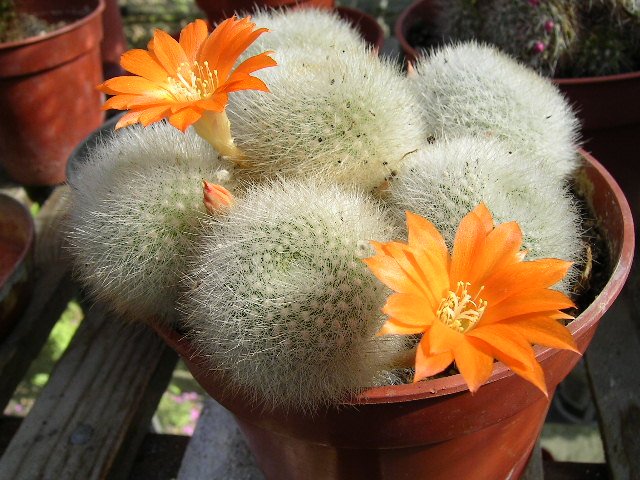 Rebutia_muscula